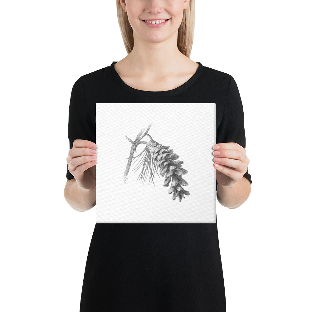 Person holding 10x10 inch gallery-wrapped canvas of Pinus strobus - Eastern White Pine graphite illustration of a pinecone to show relative size. Illustrated by Suzanne Matheson, 2017.