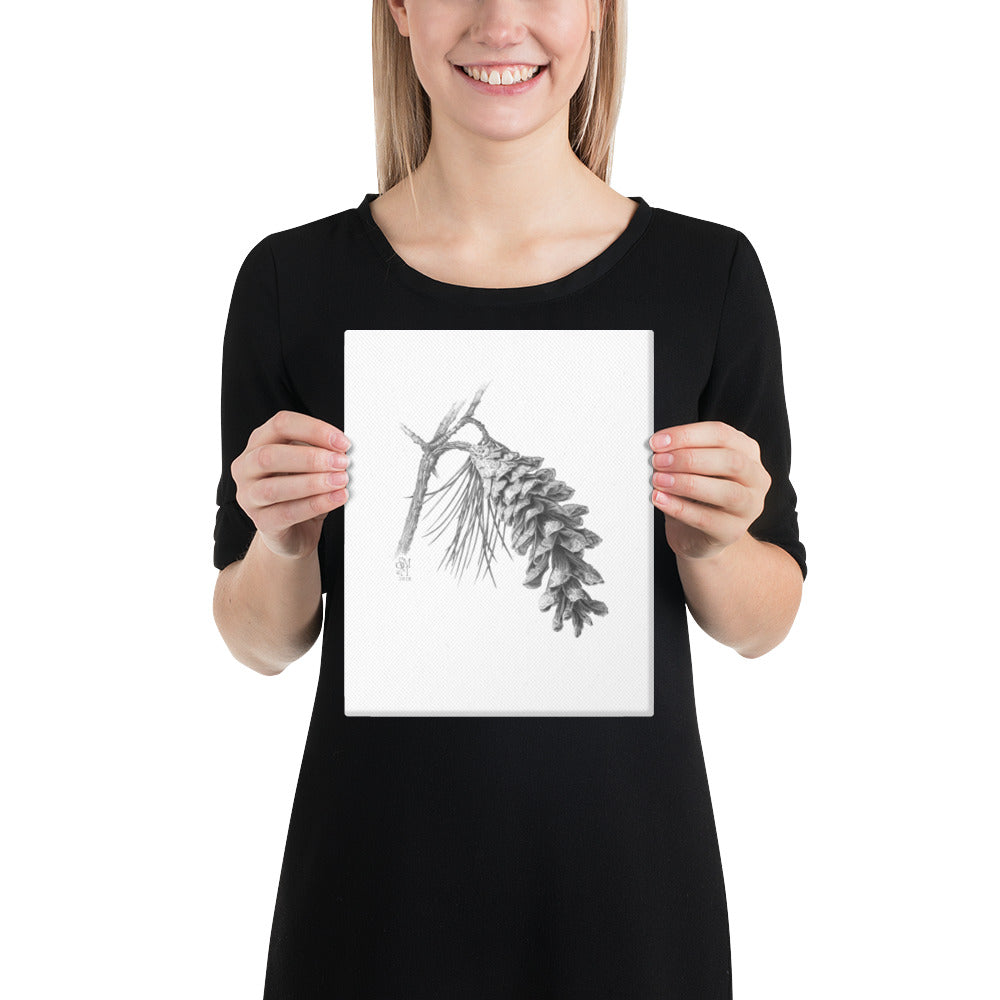 Person holding 8x10 inch gallery-wrapped canvas of Pinus strobus - Eastern White Pine graphite illustration of a pinecone to show relative size. Illustrated by Suzanne Matheson, 2017.