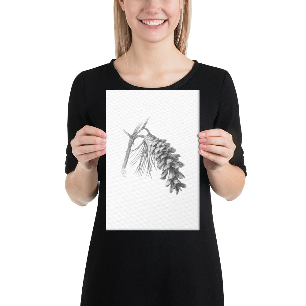 Person holding 8x12 inch gallery-wrapped canvas of Pinus strobus - Eastern White Pine graphite illustration of a pinecone to show relative size. Illustrated by Suzanne Matheson, 2017.