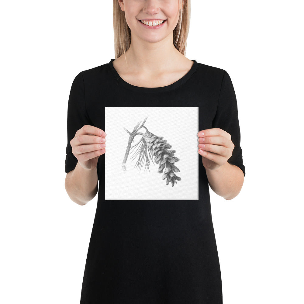 Person holding 8x8 inch gallery-wrapped canvas of Pinus strobus - Eastern White Pine graphite illustration of a pinecone to show relative size. Illustrated by Suzanne Matheson, 2017.