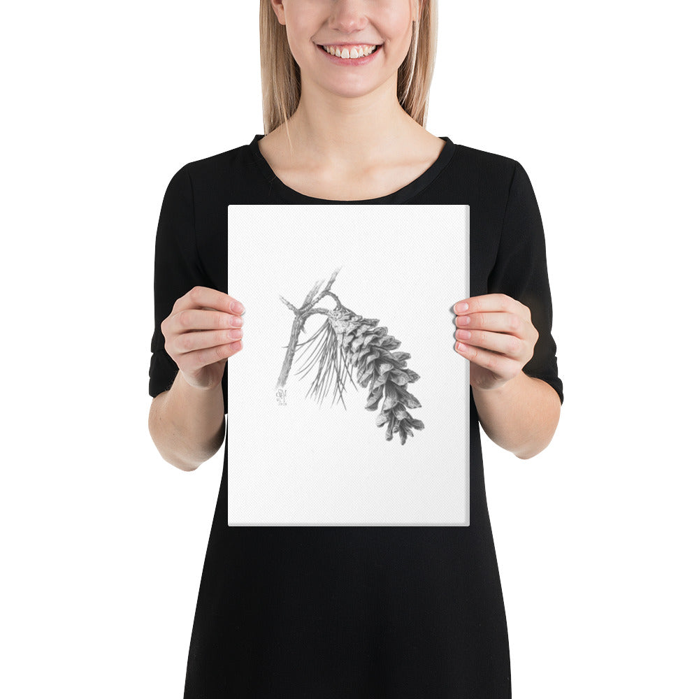Person holding 9x12 inch gallery-wrapped canvas of Pinus strobus - Eastern White Pine graphite illustration of a pinecone to show relative size. Illustrated by Suzanne Matheson, 2017.