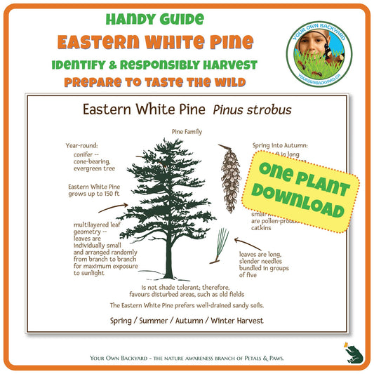 Eastern White Pine Wild Edibles Guide is a handy pdf download and printable for identifying, responsibly harvesting and preparing white pine. Image has product info above, shows the cover below, indicates "One Plant Download", and "Your Own Backyard - The Nature Awareness Branch of Petals & Paws" runs along the bottom.
