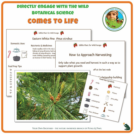 Internal pages of Eastern White Pine Wild Edibles Guide to demonstrate the educational value of this pdf download and printable product. Includes a photograph of the real plant.