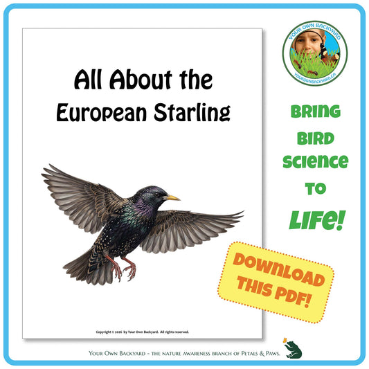 Product image for downloadable PDF, 'All About Birds - the European Starling', an elementary-level unit study product by Your Own Backyard | Petals & Paws.