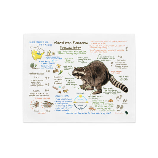 Product mockup of Ezra's Bestiary Field Guide Placemat featuring Northern Raccoon. The placemat shows a colorful journal field guide page with natural history text and images on white, hemmed broadcloth.