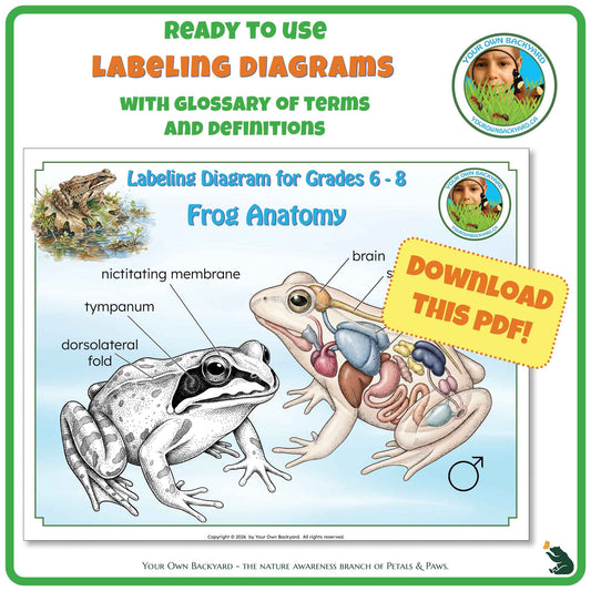Ready-to-use details about Frog Anatomy - Labeling Diagrams Grades 6-8 run along the top, along with Your Own Backyard logo in the right corner. Below this is the cover image for this product, featuring color and black-white frog illustrations. "Your Own Backyard - The Nature Awareness Branch of Petals & Paws" runs along the bottom.