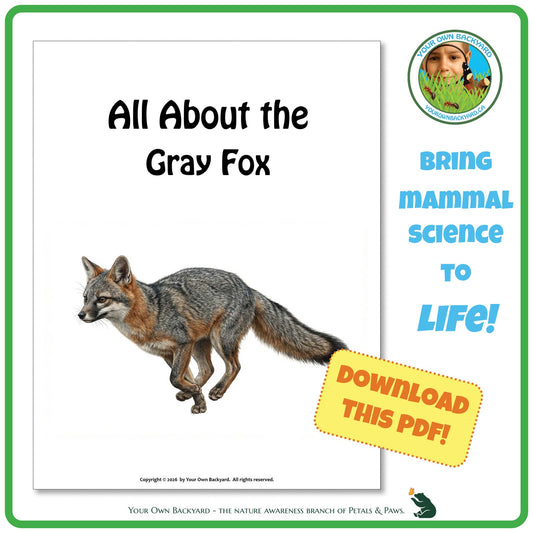 Product image for downloadable PDF, 'All About Mammals - the Gray Fox', an elementary-level unit study product by Your Own Backyard | Petals & Paws.

