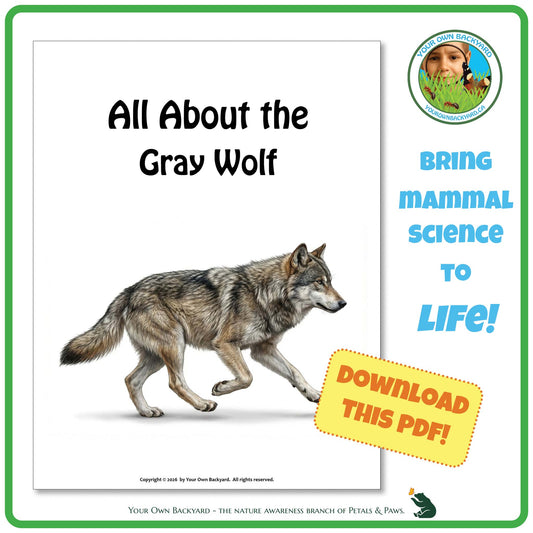 Product image for downloadable PDF, 'All About Mammals - the Gray Wolf', an elementary-level unit study product by Your Own Backyard | Petals & Paws.