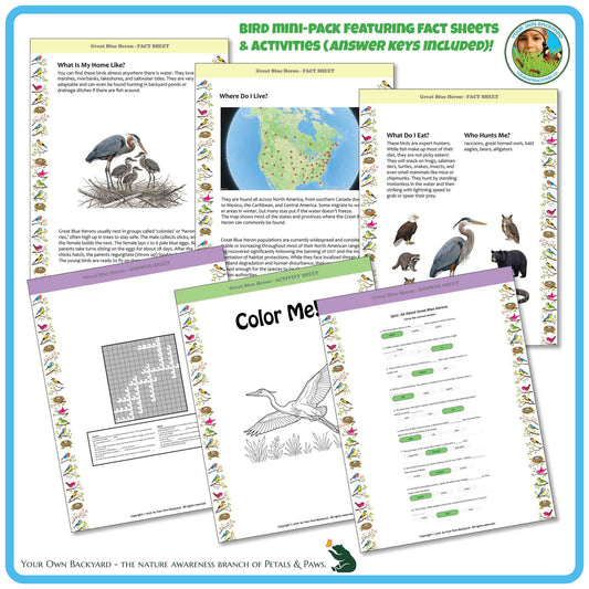 Internal pages of, 'All About Birds - the Great Blue Heron' downloadable PDF product, an elementary-level unit by Your Own Backyard | Petals & Paws. Pages include natural history fact sheets and various printable worksheets.
