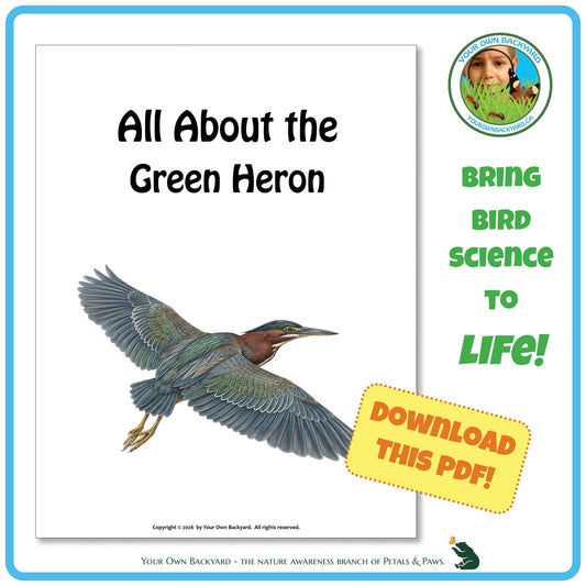 Product image for downloadable PDF, 'All About Birds - the Green Heron', an elementary-level unit study product by Your Own Backyard | Petals & Paws.