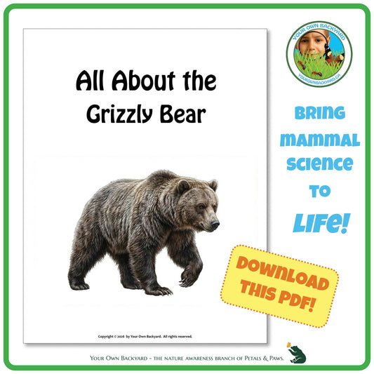 Product image for downloadable PDF, 'All About Mammals - the Grizzly Bear', an elementary-level unit study product by Your Own Backyard | Petals & Paws.