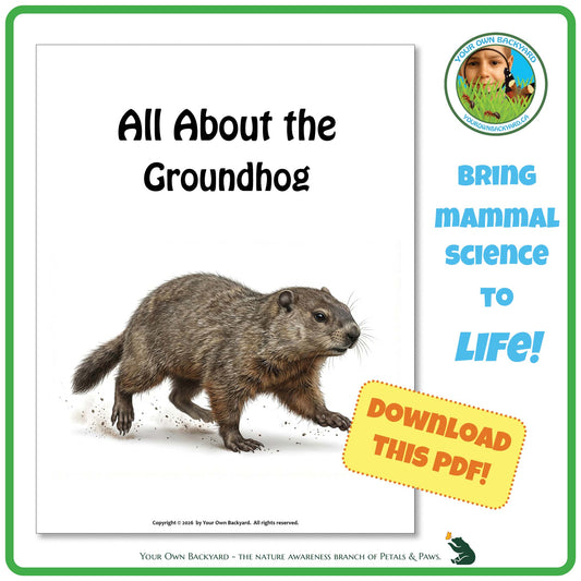Product image for downloadable PDF, 'All About Mammals - the Groundhog', an elementary-level unit study product by Your Own Backyard | Petals & Paws.