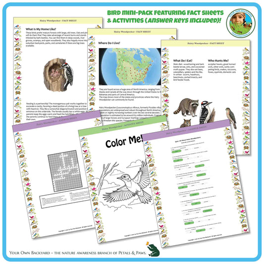 Internal pages of, 'All About Birds - the Hairy Woodpecker' downloadable PDF product, an elementary-level unit by Your Own Backyard | Petals & Paws. Pages include natural history fact sheets and various printable worksheets.