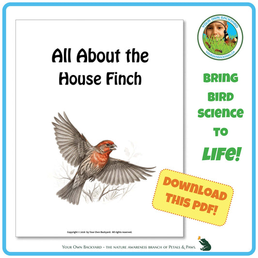 Product image for downloadable PDF, 'All About Birds - the House Finch', an elementary-level unit study product by Your Own Backyard | Petals & Paws.