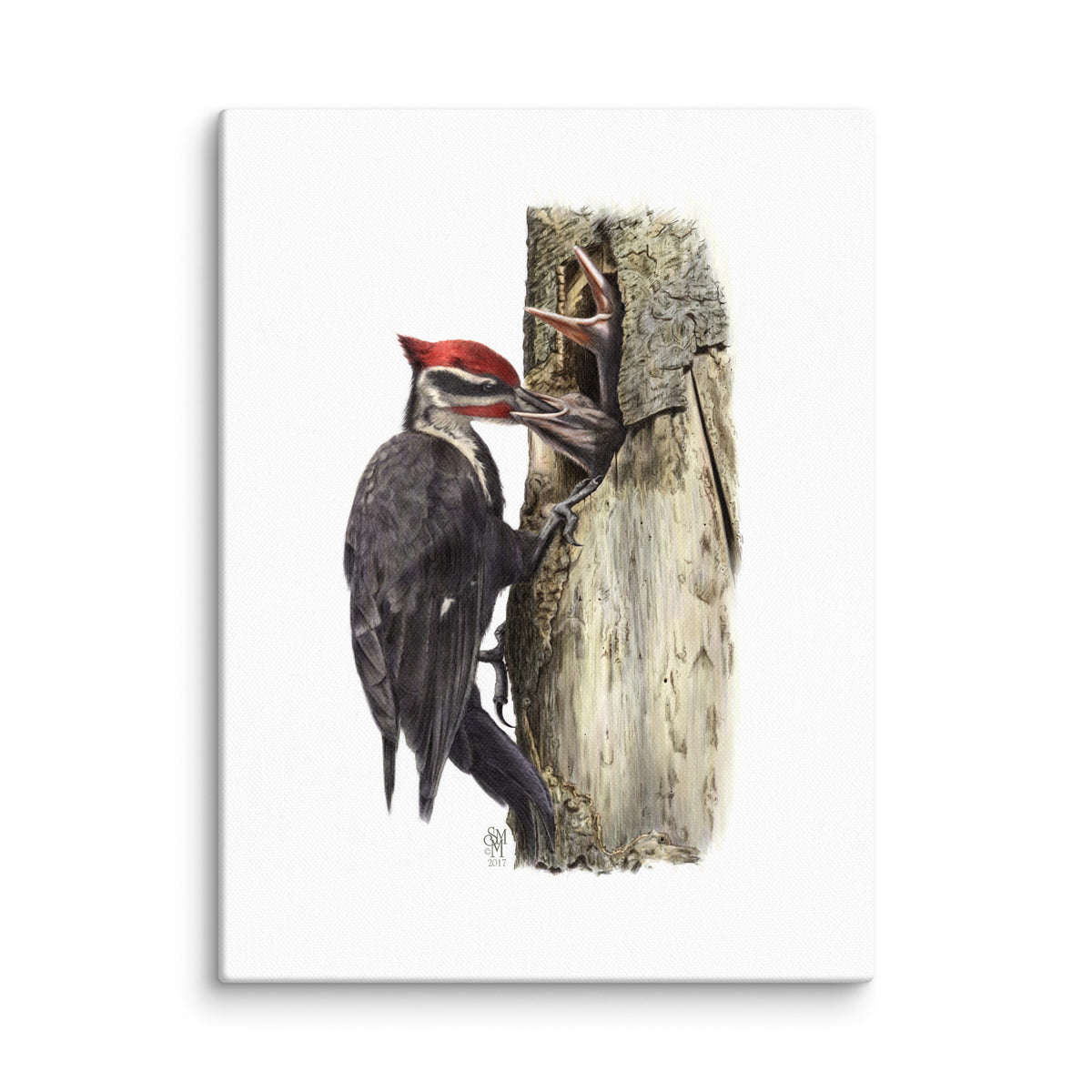 Gallery-wrapped 9x12 canvas of The Hungry Hour, depicting a father Pileated Woodpecker feeding two nestlings at their nest cavity.  Illustrated by Suzanne Matheson, 2017.