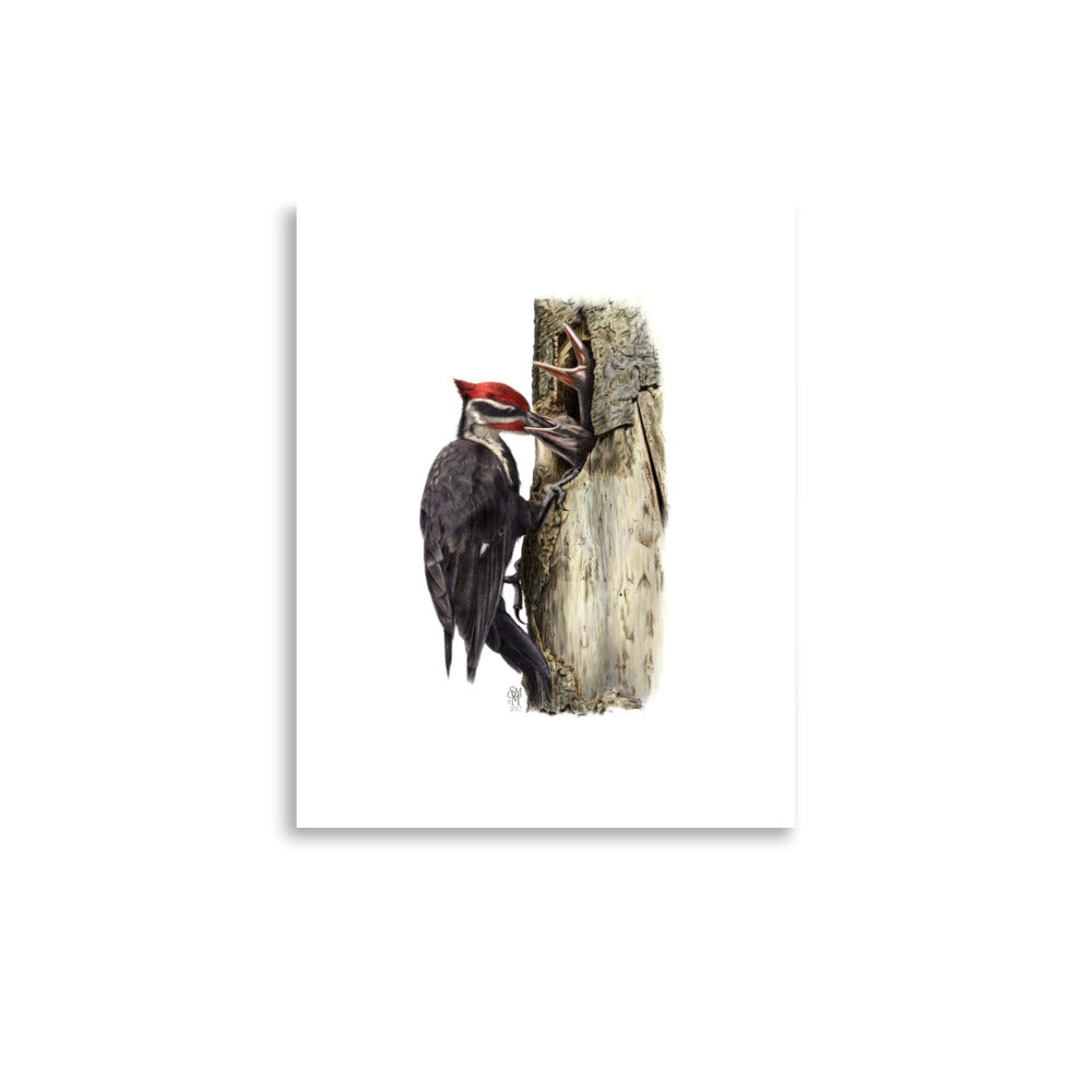 Museum-quality 11x14 print of The Hungry Hour, depicting a father Pileated Woodpecker feeding two nestlings at their nest cavity.  Illustrated by Suzanne Matheson, 2017.