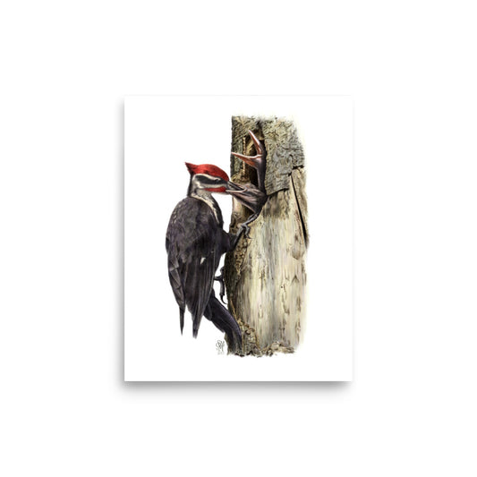 Museum-quality 8x10 print of The Hungry Hour, depicting a father Pileated Woodpecker feeding two nestlings at their nest cavity.  Illustrated by Suzanne Matheson, 2017.