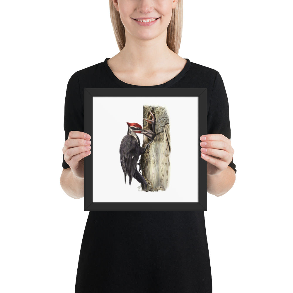 Person holding 10x10 inch black framed print of The Hungry Hour illustration of Pileated Woodpeckers to show relative size. Illustrated by Suzanne Matheson, 2017.