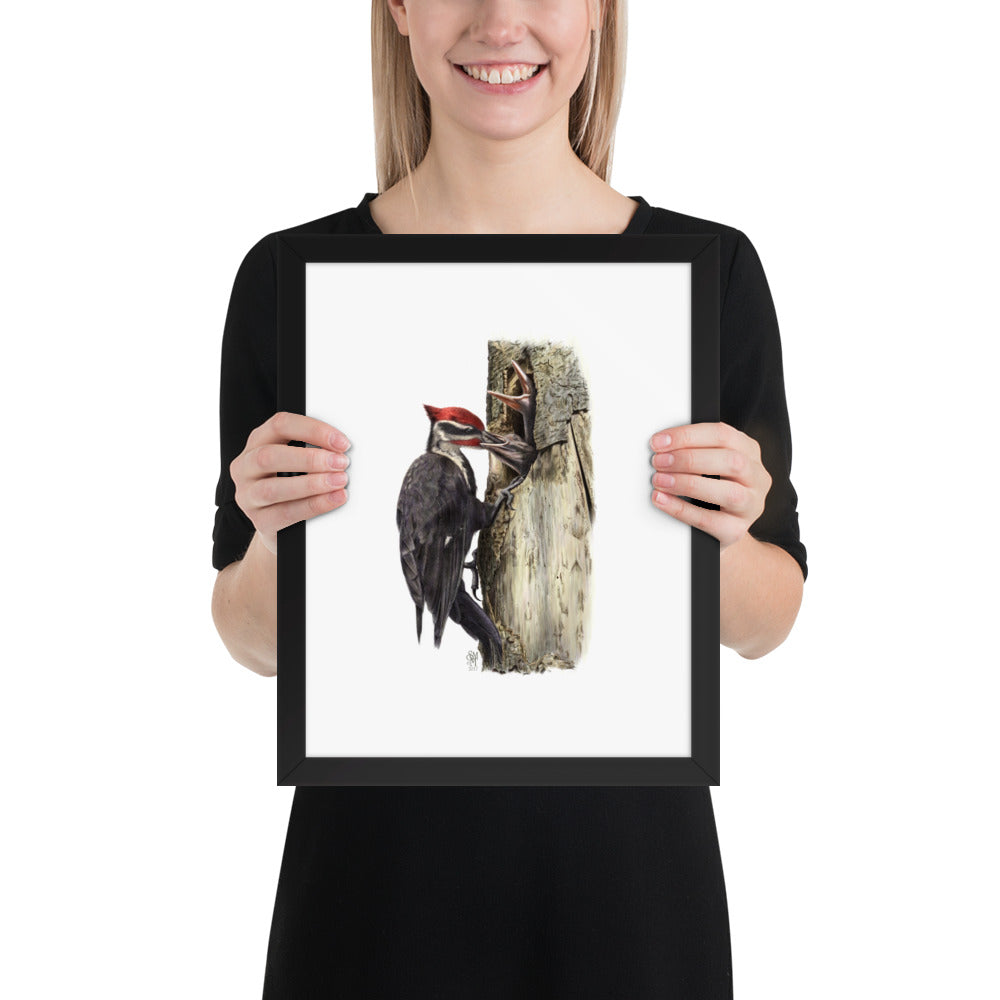Person holding 11x14 inch black framed print of The Hungry Hour illustration of Pileated Woodpeckers to show relative size. Illustrated by Suzanne Matheson, 2017.