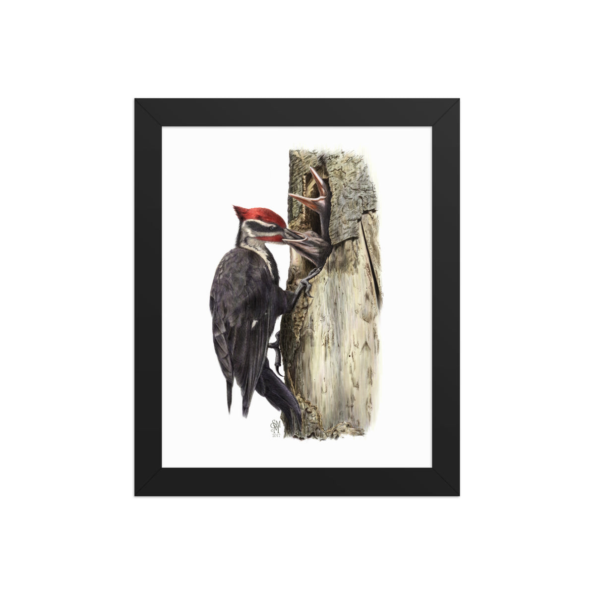 Black framed print of The Hungry Hour, depicting a father Pileated Woodpecker feeding two nestlings at their nest cavity.  Illustrated by Suzanne Matheson, 2017.