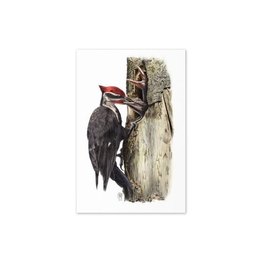 Product mockup flat-lay of 4x6 card, The Hungry Hour. Depicts a father Pileated Woodpecker feeding two nestlings at their nest cavity.  Illustrated by Suzanne Matheson, 2017.