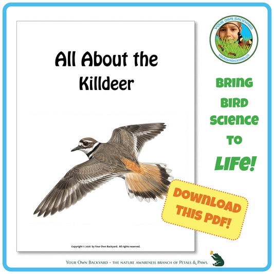 Product image for downloadable PDF, 'All About Birds - the Killdeer', an elementary-level unit study product by Your Own Backyard | Petals & Paws.