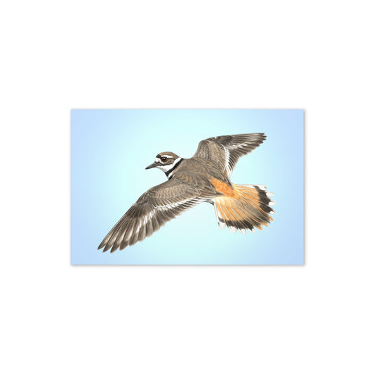 Product mockup flat-lay of Killdeer Greeting Card, with a realistic flying killdeer against a clear blue sky.
