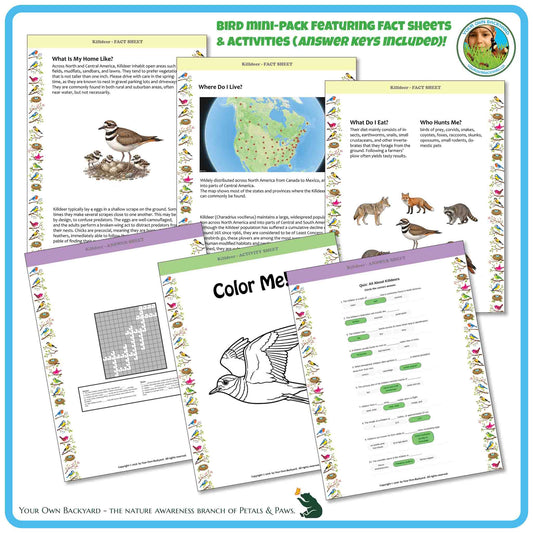 Internal pages of, 'All About Birds - the Killdeer' downloadable PDF product, an elementary-level unit by Your Own Backyard | Petals & Paws. Pages include natural history fact sheets and various printable worksheets.