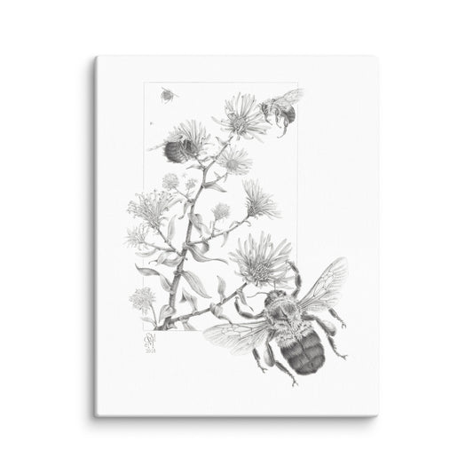 Gallery-wrapped 9x12 canvas of Late Autumn Forage, depicting common bumblebees foraging and pollinating New England asters.  Graphite illustration by Suzanne Matheson, 2017.