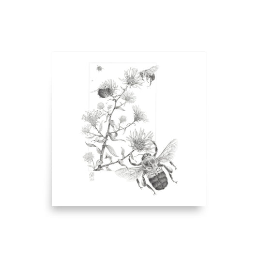 Museum-quality 10x10 print of Late Autumn Forage, depicting common bumblebees foraging and pollinating New England asters.  Graphite illustration by Suzanne Matheson, 2017.