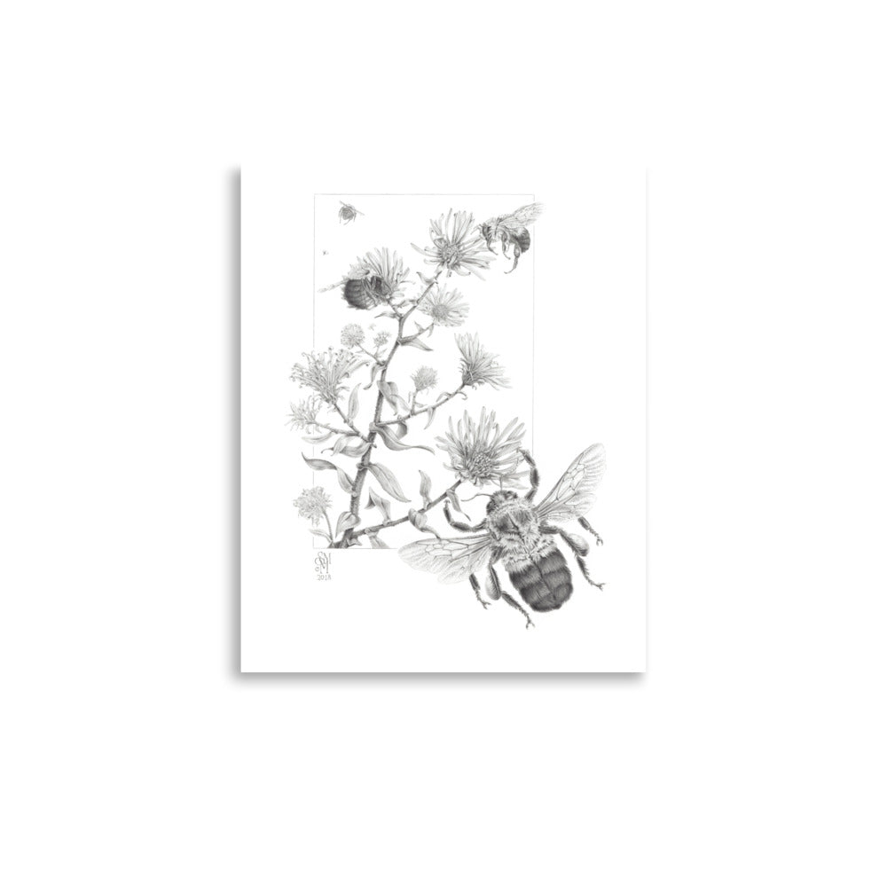 Museum-quality 11x14 print of Late Autumn Forage, depicting common bumblebees foraging and pollinating New England asters.  Graphite illustration by Suzanne Matheson, 2017.
