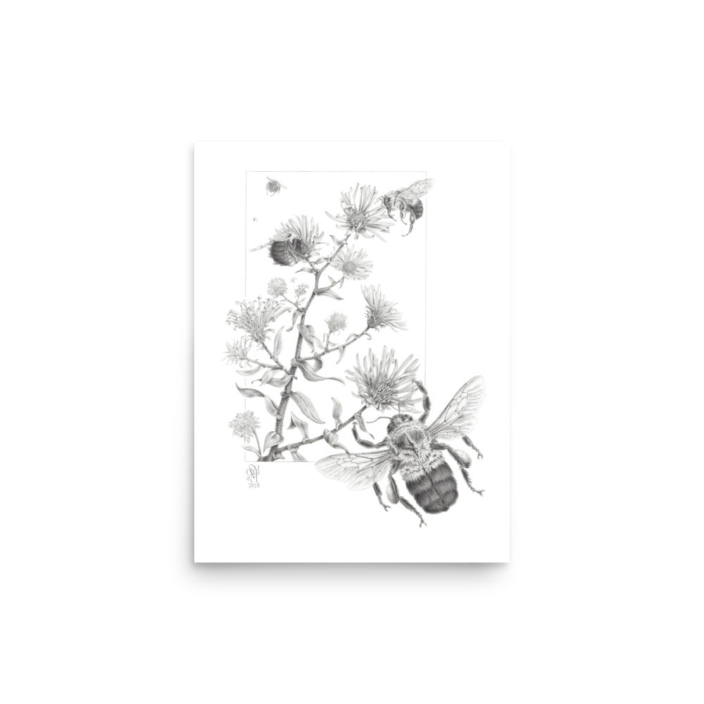 Museum-quality 12x16 print of Late Autumn Forage, depicting common bumblebees foraging and pollinating New England asters.  Graphite illustration by Suzanne Matheson, 2017.