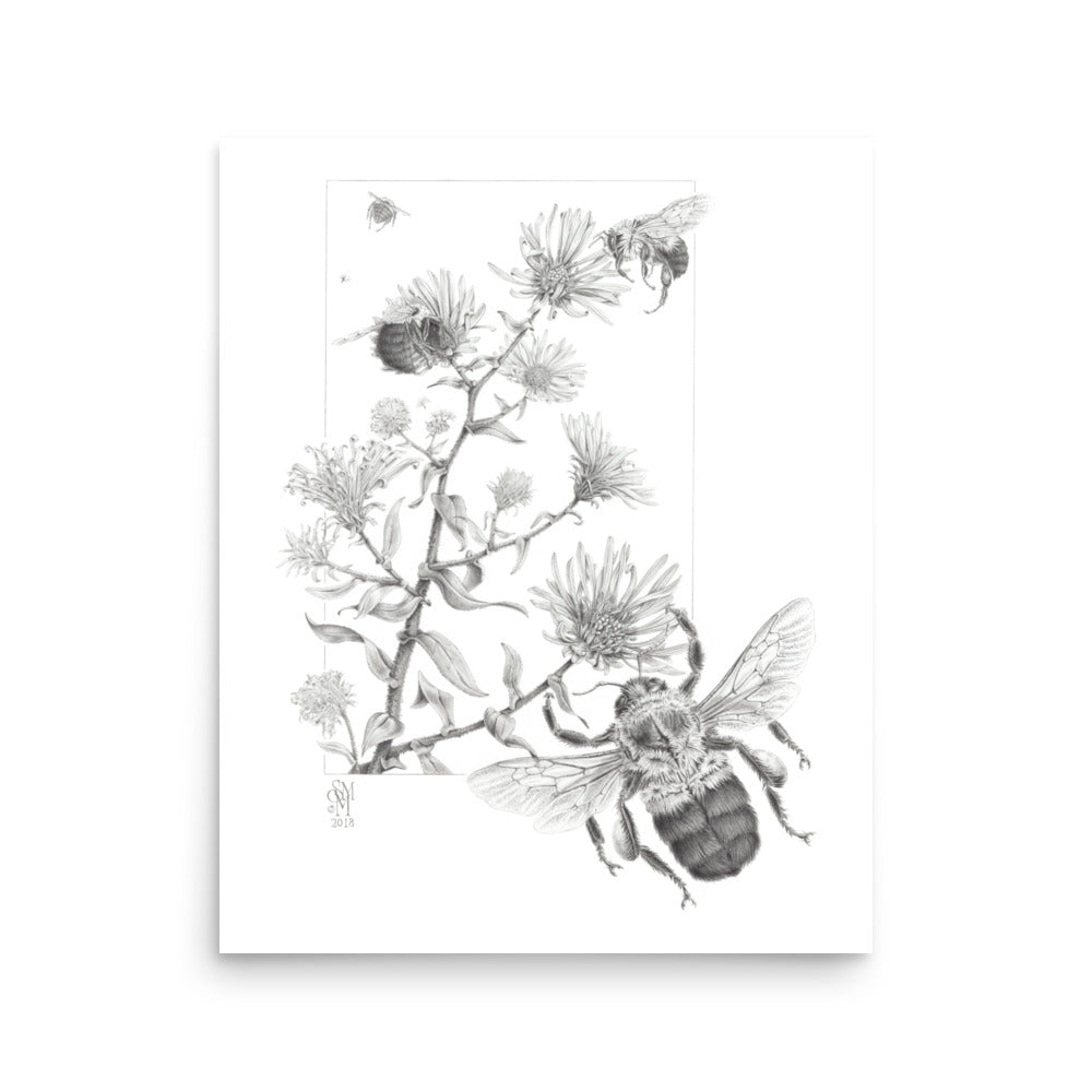 Museum-quality 16x20 print of Late Autumn Forage, depicting common bumblebees foraging and pollinating New England asters.  Graphite illustration by Suzanne Matheson, 2017.