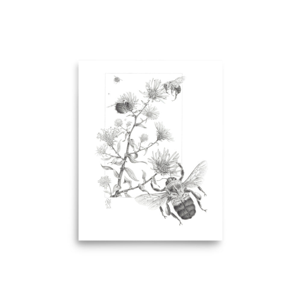 Museum-quality 8x10 print of Late Autumn Forage, depicting common bumblebees foraging and pollinating New England asters.  Graphite illustration by Suzanne Matheson, 2017.