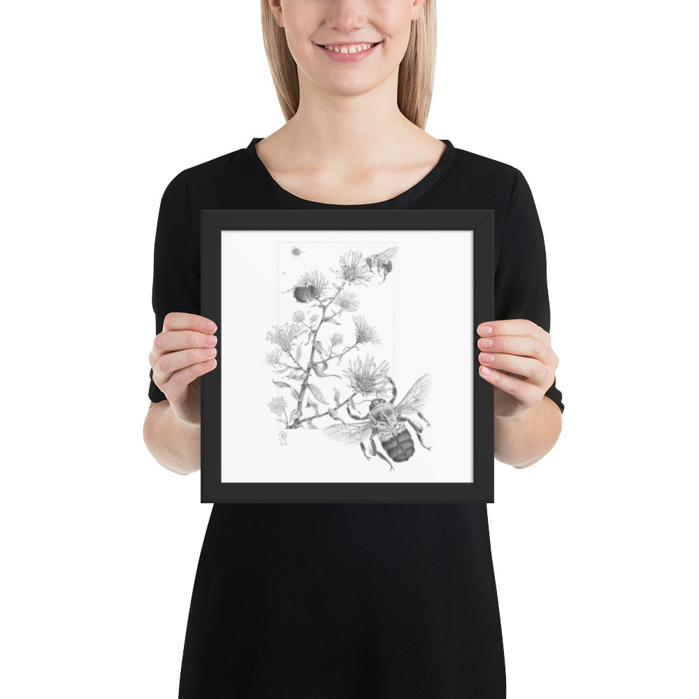 Person holding 10x10 inch black framed print of Late Autumn Forage illustration of bumblebees and asters to show relative size. Illustrated by Suzanne Matheson, 2017.