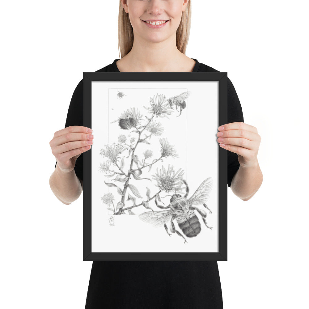Person holding 12x16 inch black framed print of Late Autumn Forage illustration of bumblebees and asters to show relative size. Illustrated by Suzanne Matheson, 2017.