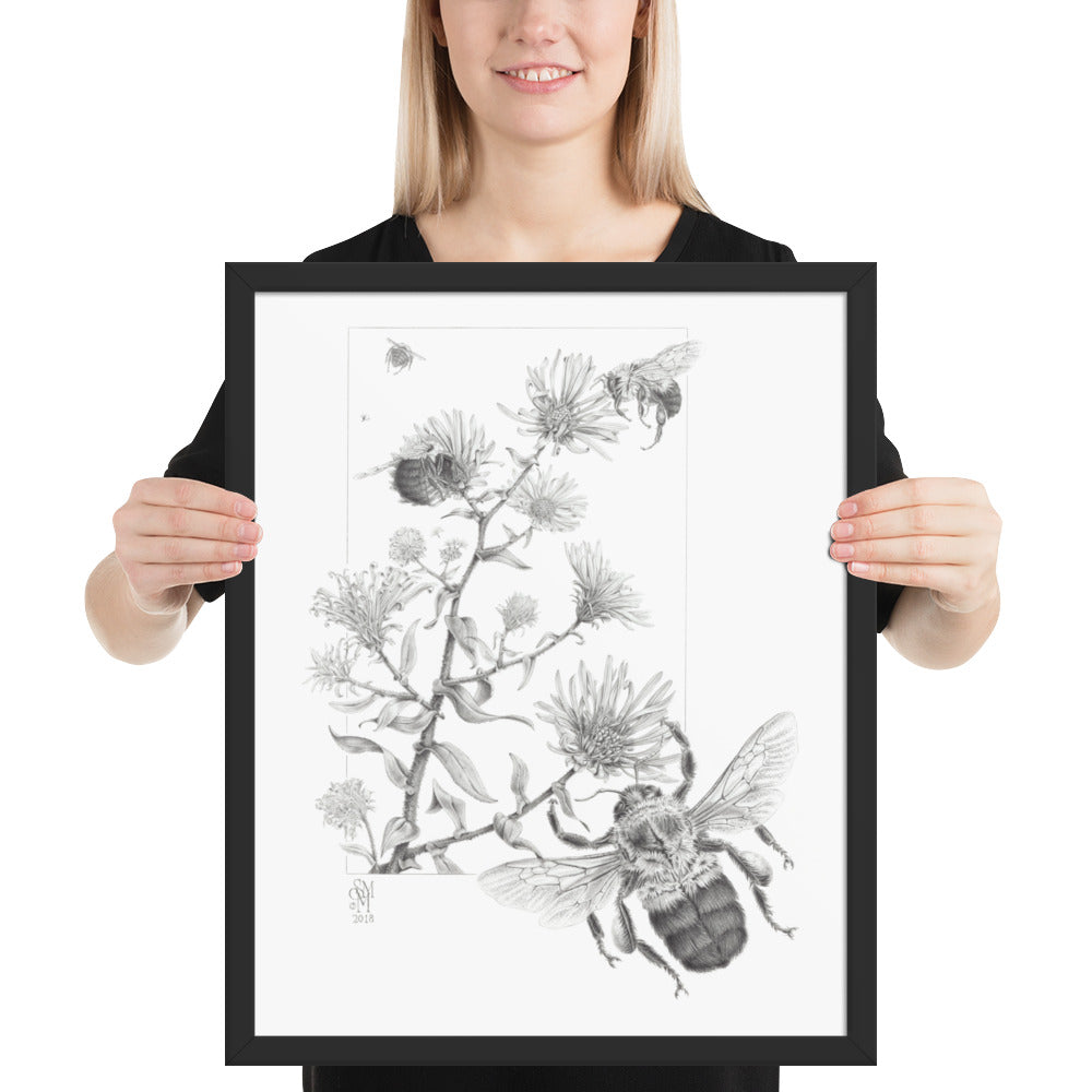 Person holding 16x20 inch black framed print of Late Autumn Forage illustration of bumblebees and asters to show relative size. Illustrated by Suzanne Matheson, 2017.