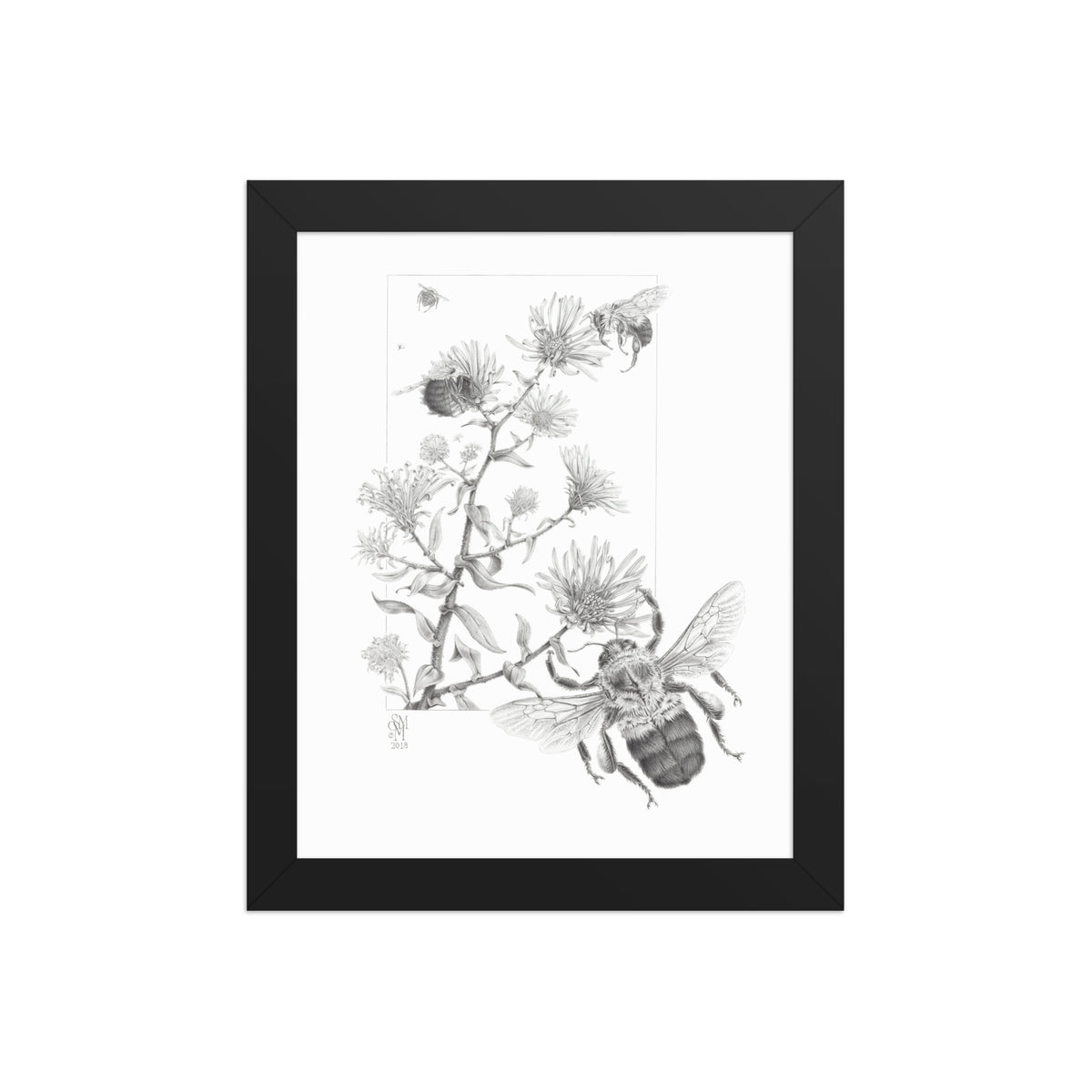 Black framed print of Late Autumn Forage, depicting common bumblebees foraging and pollinating New England asters.  Illustrated by Suzanne Matheson, 2017.