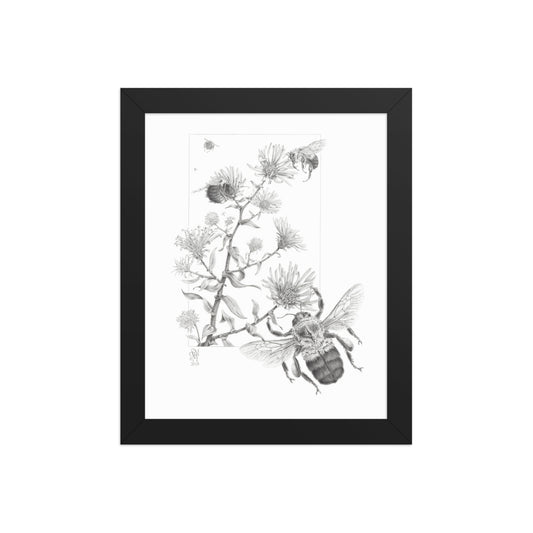 Black framed print of Late Autumn Forage, depicting common bumblebees foraging and pollinating New England asters.  Illustrated by Suzanne Matheson, 2017.