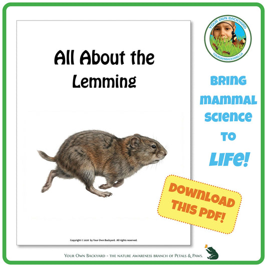 Product image for downloadable PDF, 'All About Mammals - the Lemming', an elementary-level unit study product by Your Own Backyard | Petals & Paws.