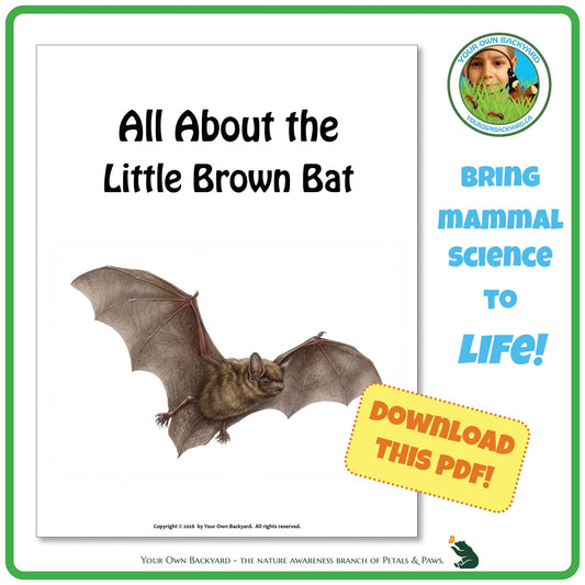 Product image for downloadable PDF, 'All About Mammals - the Little Brown Bat', an elementary-level unit study product by Your Own Backyard | Petals & Paws.