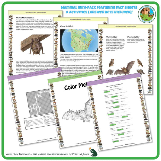 Internal pages of, 'All About Mammals - the Little Brown Bat' downloadable PDF product, an elementary-level unit by Your Own Backyard | Petals & Paws. Pages include natural history fact sheets and various printable worksheets.
