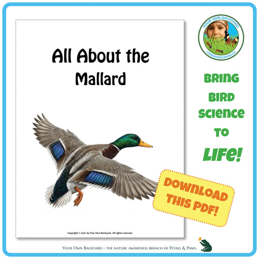 Product image for downloadable PDF, 'All About Birds - the Mallard', an elementary-level unit study product by Your Own Backyard | Petals & Paws.