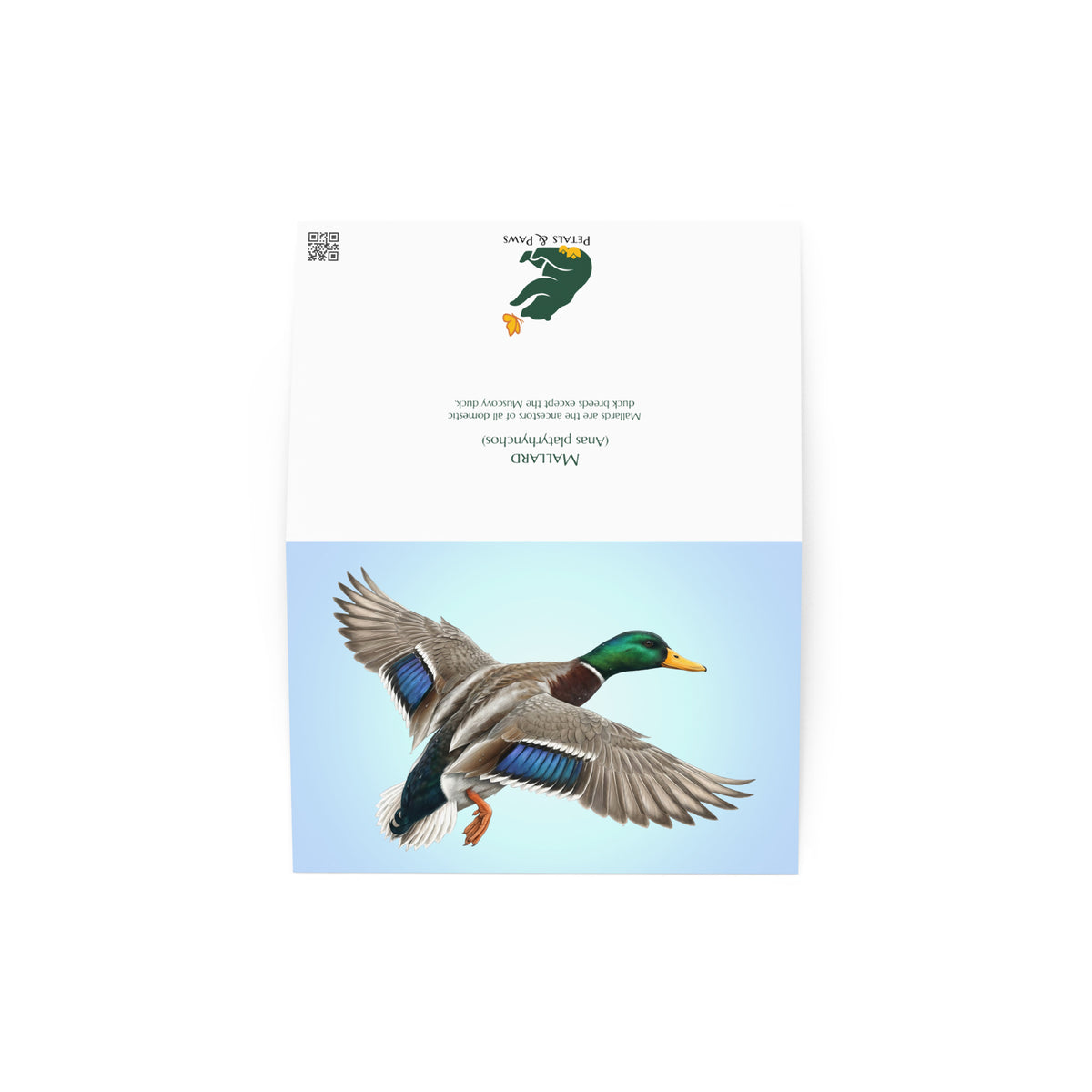 The Mallard Duck Greeting Card, open, showing front and back. The front features a realistic duck flying against a clear blue sky. The back features interesting fact and Petals & Paws logo.