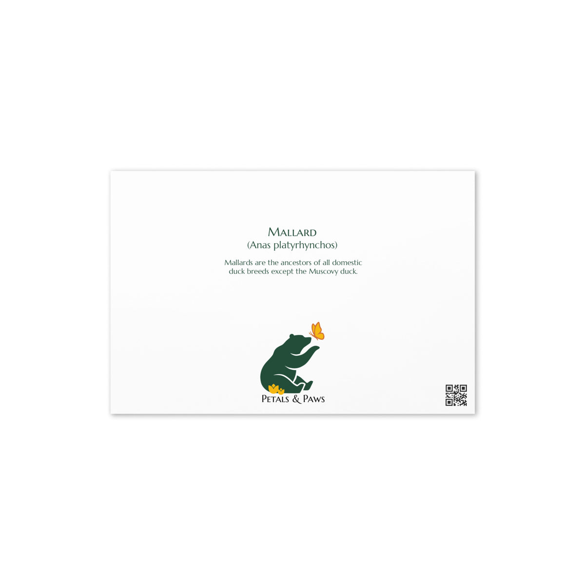 Product mockup, the back of Mallard Duck Greeting Card, featuring the bird's common and scientific name and a small, interesting fact. Petals & Paws logo is below, positioned in the middle.