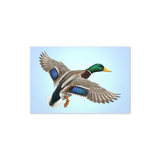 Product mockup flat-lay of Mallard Duck Greeting Card, with a realistic flying duck against a clear blue sky.