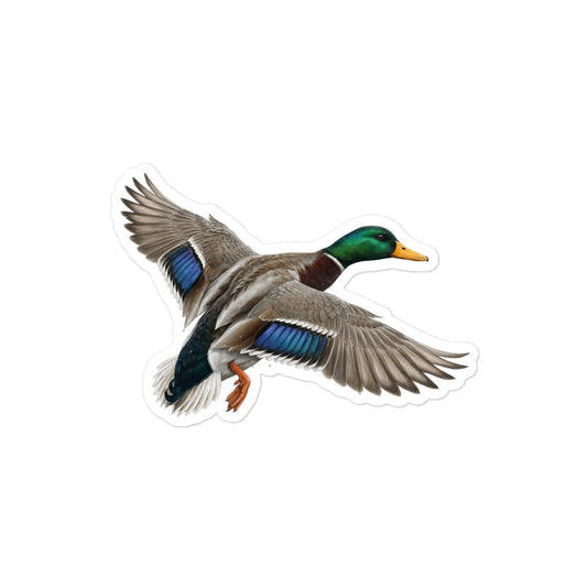 Product mockup of realistic, illustrated Mallard Duck kiss-cut sticker.