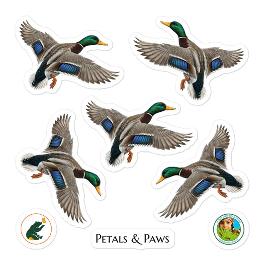 Product mockup of a sheet of five 2.5" wide Mallard Duck kiss-cut stickers. This sheet features realistic, illustrated Mallard Duck, along with Petals & Paws and Your Own Backyard logo stickers.