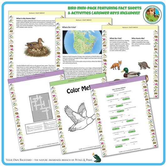Internal pages of, 'All About Birds - the Mallard' downloadable PDF product, an elementary-level unit by Your Own Backyard | Petals & Paws. Pages include natural history fact sheets and various printable worksheets.