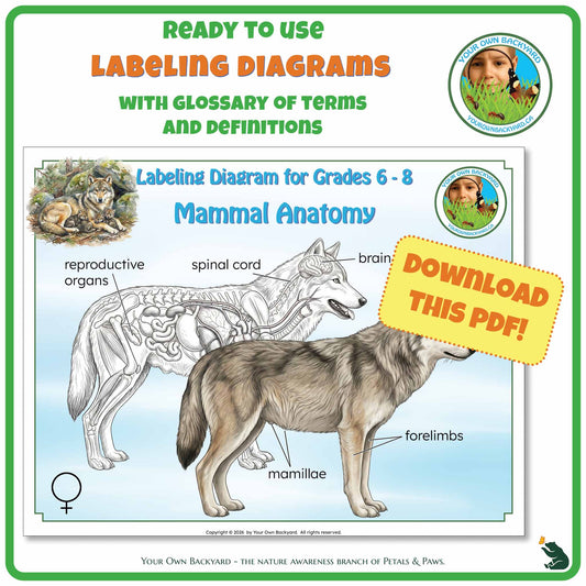 Ready-to-use details about Mammal Anatomy - Labeling Diagrams Grades 6-8 run along the top, along with Your Own Backyard logo in the right corner. Below this is the cover image for this product, featuring color and black-white mammal illustrations. "Your Own Backyard - The Nature Awareness Branch of Petals & Paws" runs along the bottom.